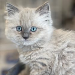 Blue Point Mink
