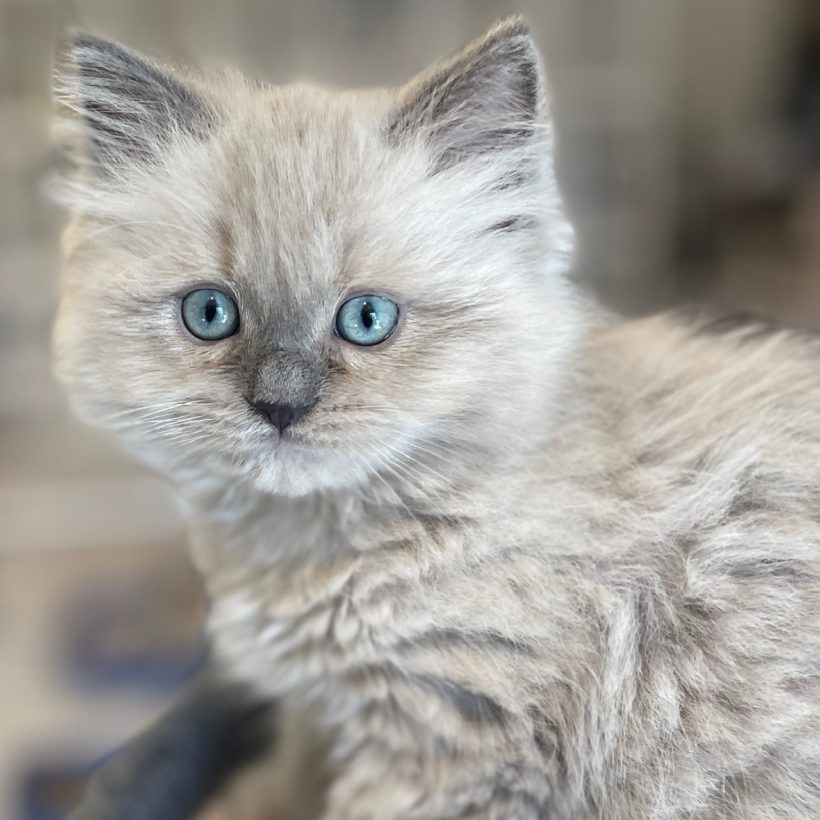 Blue Point Mink