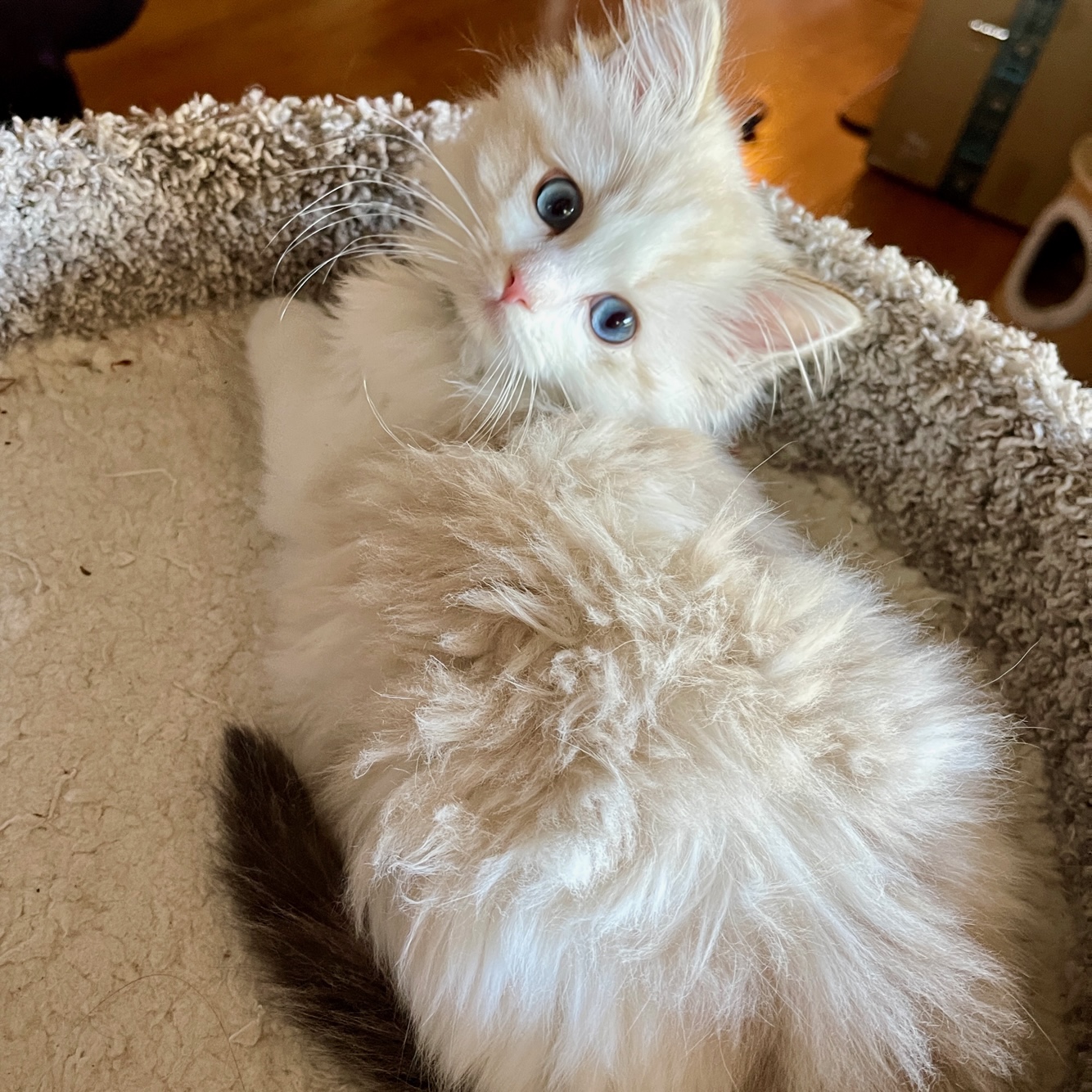 Lynx sales bicolor ragdoll