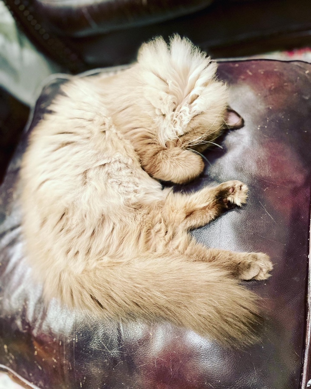 brown and white ragdoll cat curled up on brown leather ottoman