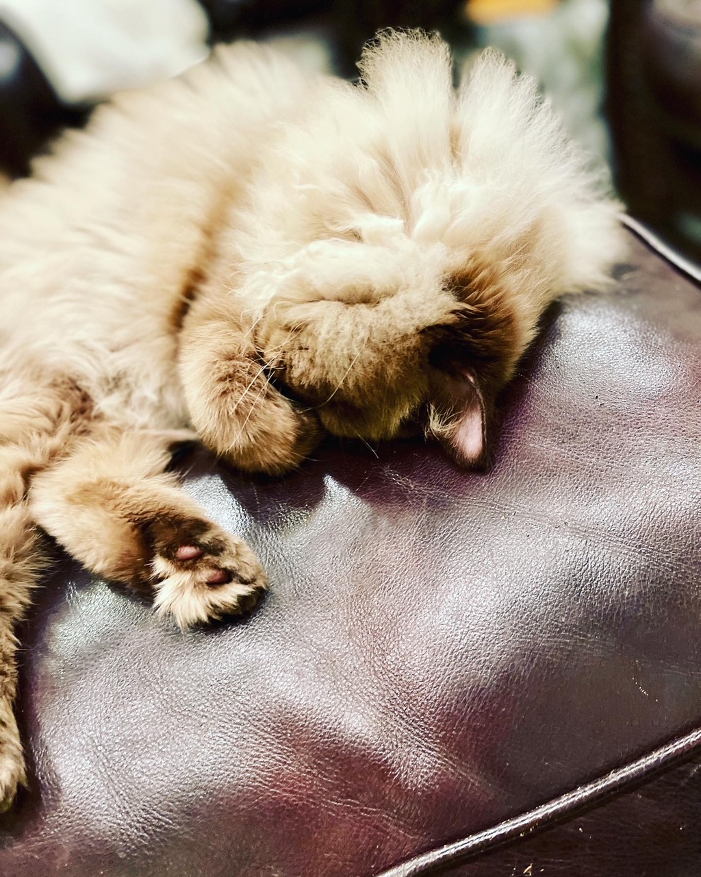 portrait photo of brown and white ragdoll cat curled up on brown leather ottoman