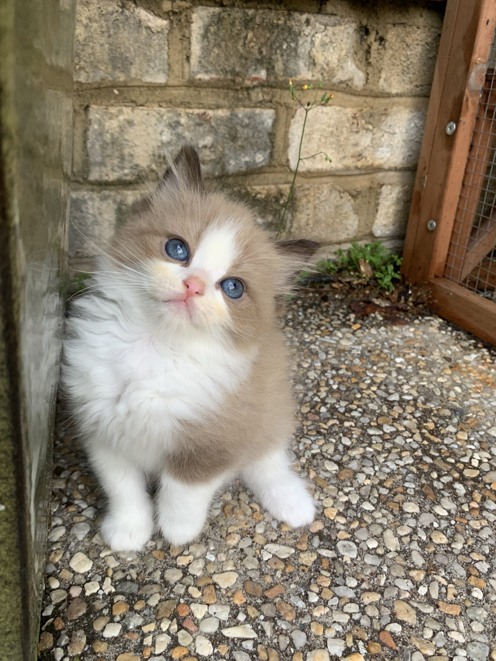 TICA Registered Ragdoll Kittens Available in Olympia near Seattle 2023