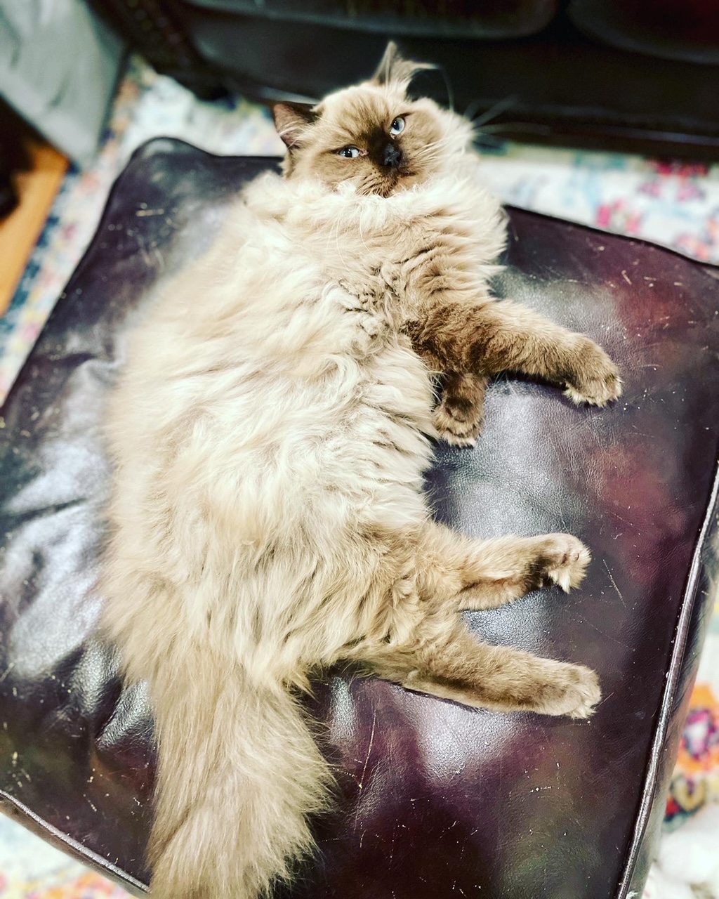 brown and white ragdoll cat laying on brown leather ottoman