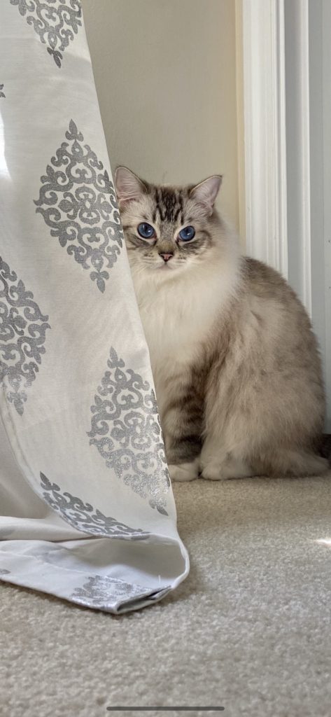 Seal Lynx Mitted Ragdoll in Window