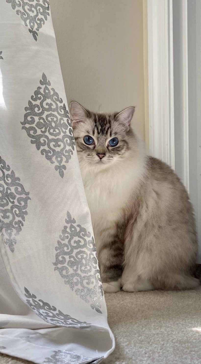 Seal Lynx Mitted Ragdoll in Window