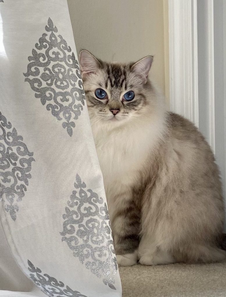 Seal Lynx Mitted Ragdoll in Window