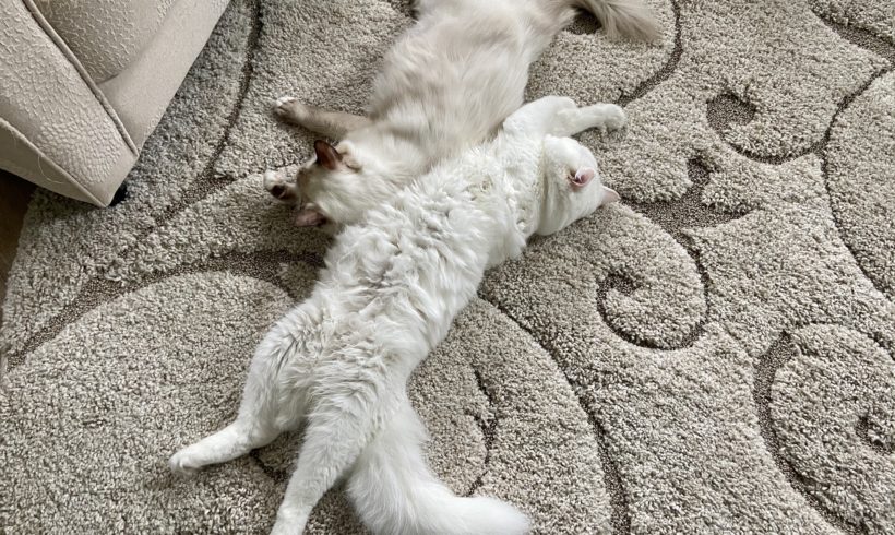 Breeding under Masterpiece Ragdolls Breeding under Masterpiece Ragdolls