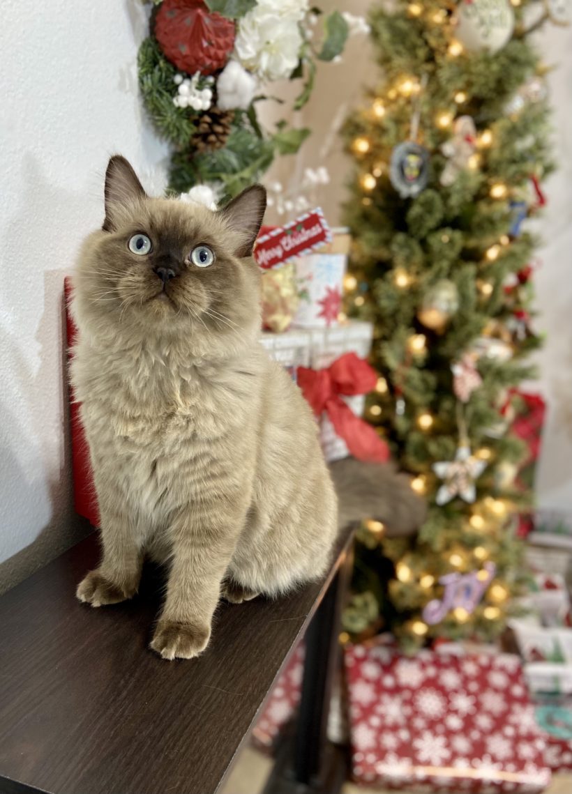 Male Seal Mink Colorpoint Ragdoll