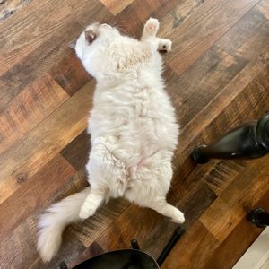 Large ragdoll laying belly up.