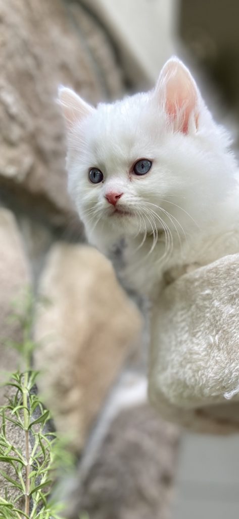 portrait photo of white ragdoll kitten sitting on cat condo