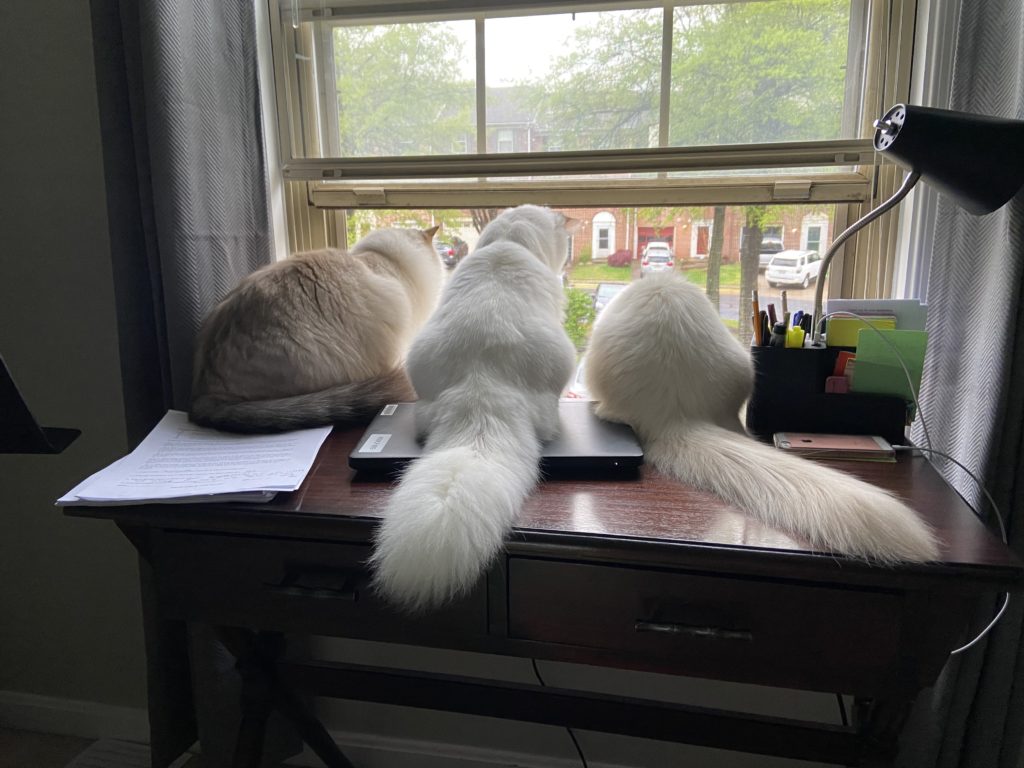 Fluffy Ragdoll Cats sitting in window