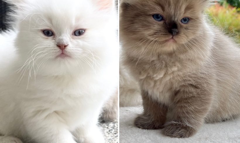 Litter Selection: Brynn & Hamer