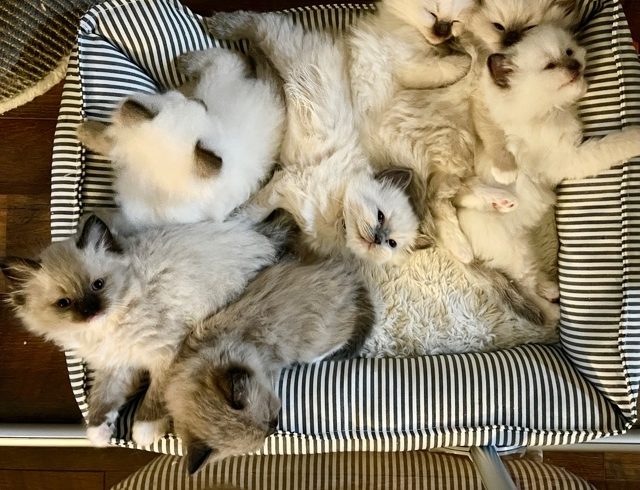 Jane Austen & Heathcliff Litter