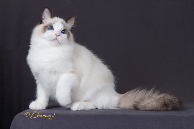 white ragdoll cat standing with front left paw lifted in photography booth