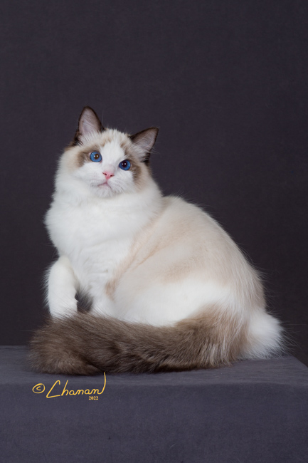 white ragdoll cat with dark tail sitting in grey photography booth, front right paw lifted