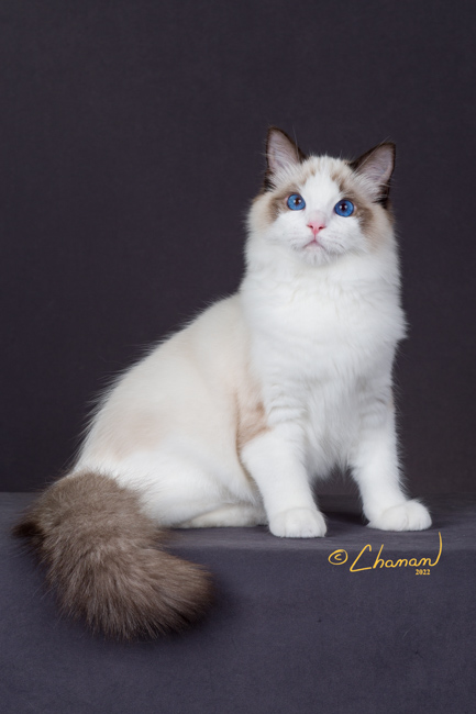 white ragdoll cat sitting in grey photography booth