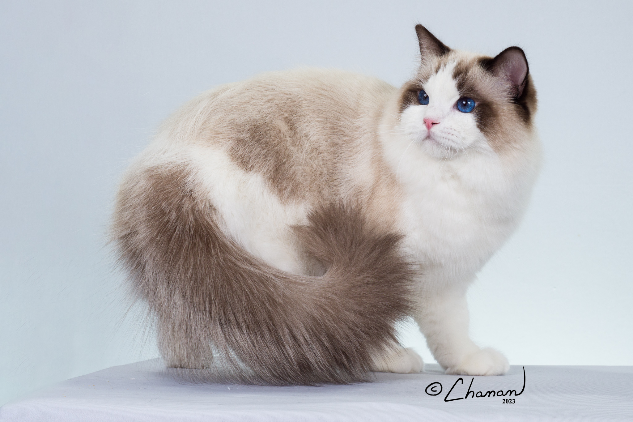 white and brown ragdoll cat standing, looking back
