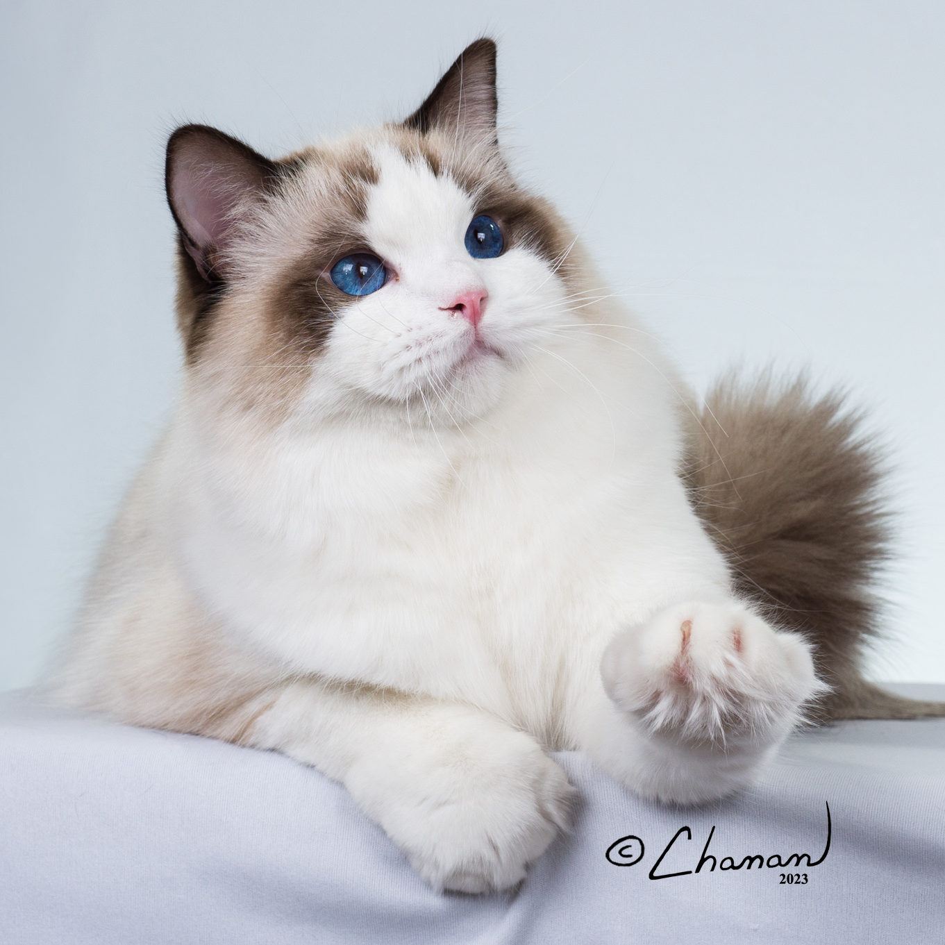 white ragdoll cat with dark face markings sitting with one paw out