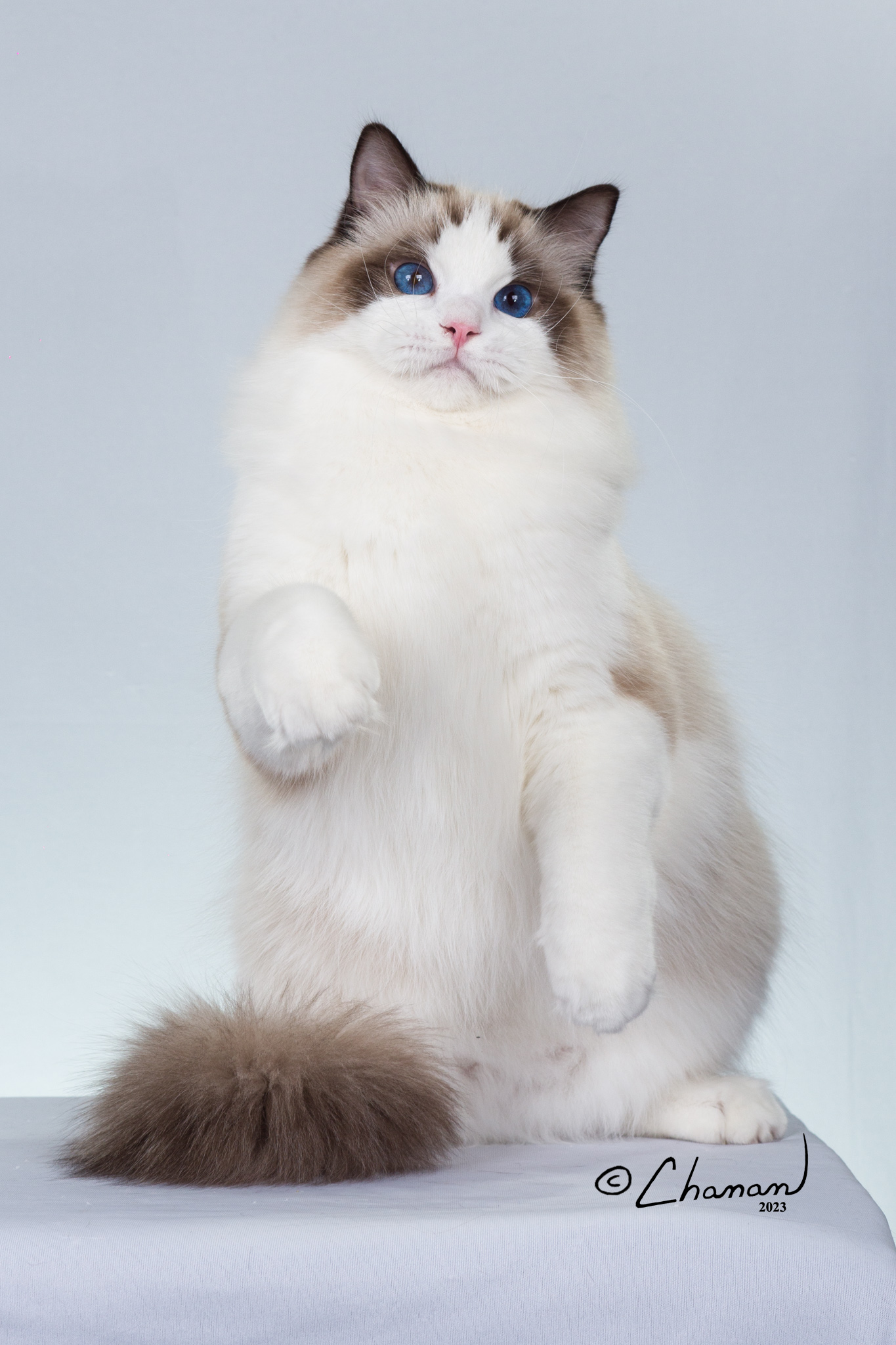 white ragdoll cat with dark face markings sitting up on back two paws looking forward