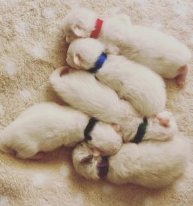 five white ragdoll kittens laying close together on white fabric