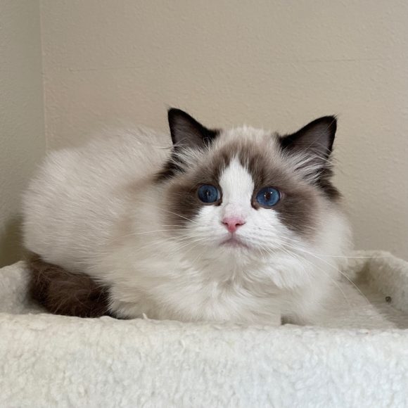 Rivercity Jo of Masterpiece Ragdolls
