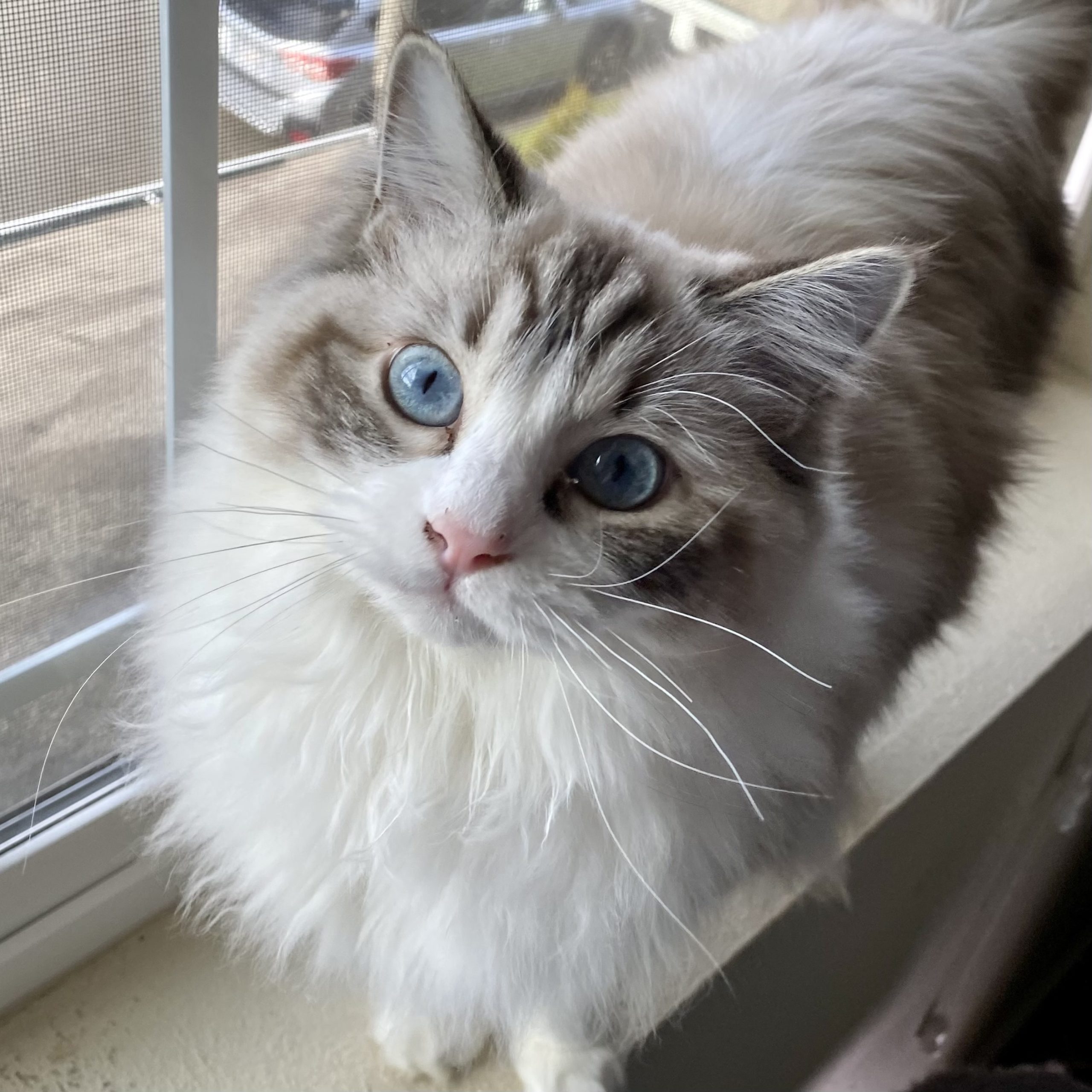 close-up portrait photo of white and grey ragdoll cat sitting on window sill