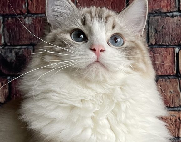 Sylvia of Masterpiece Ragdolls