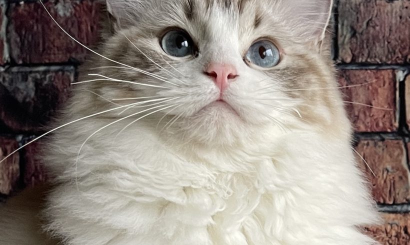 Sylvia of Masterpiece Ragdolls