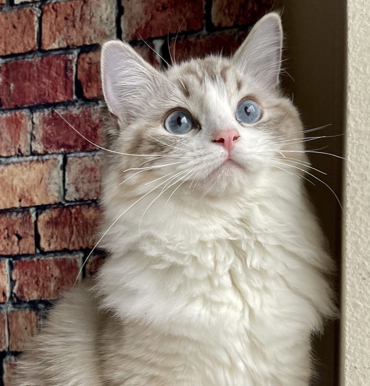 portrait photo of white ragdoll cat on brick background