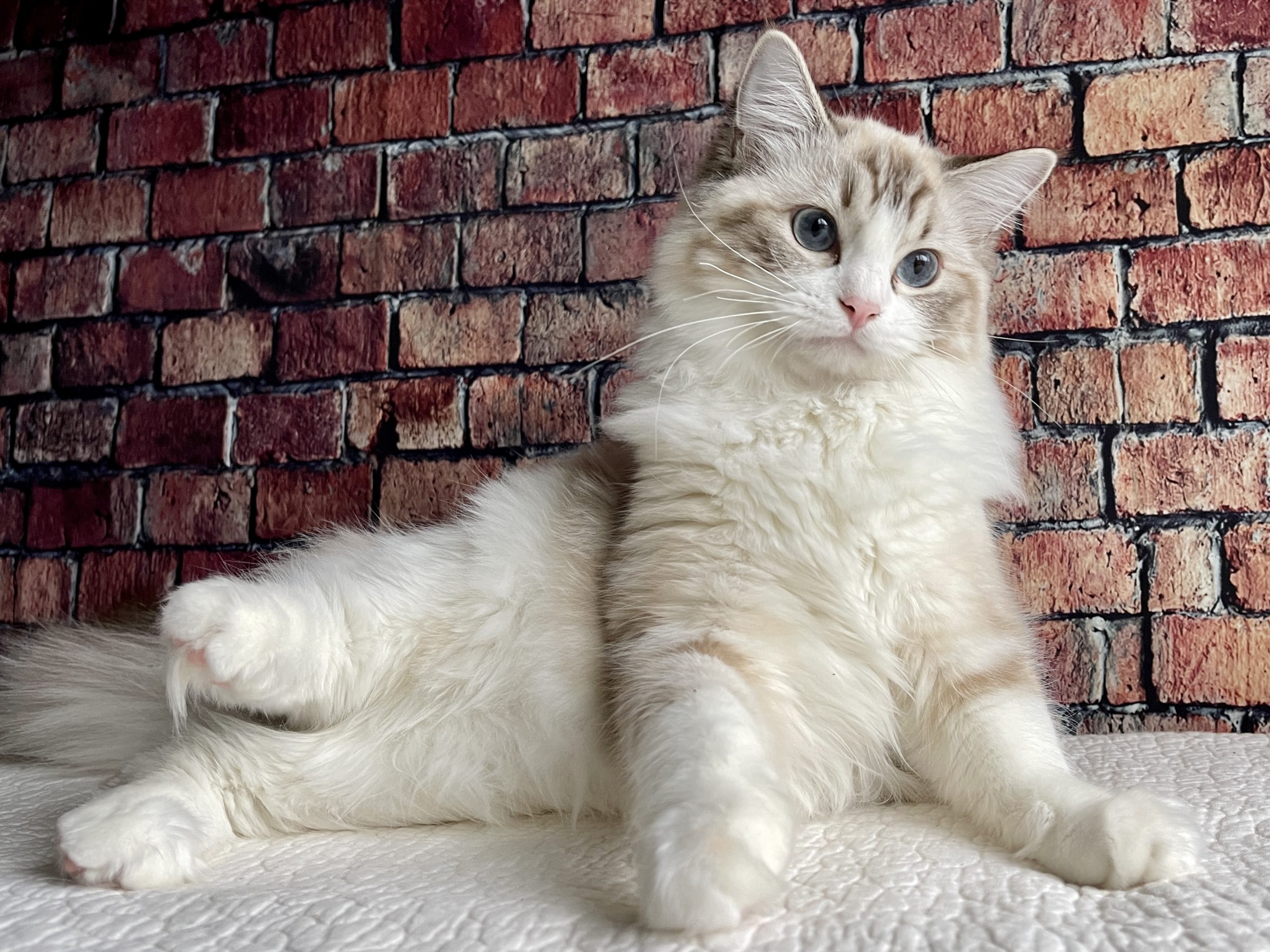 white ragdoll cat sitting on white fabric with brick background