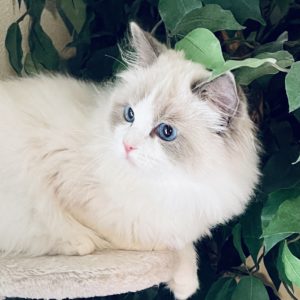 close up photo of white ragdoll cat sitting on white cat condo in front of fake tree
