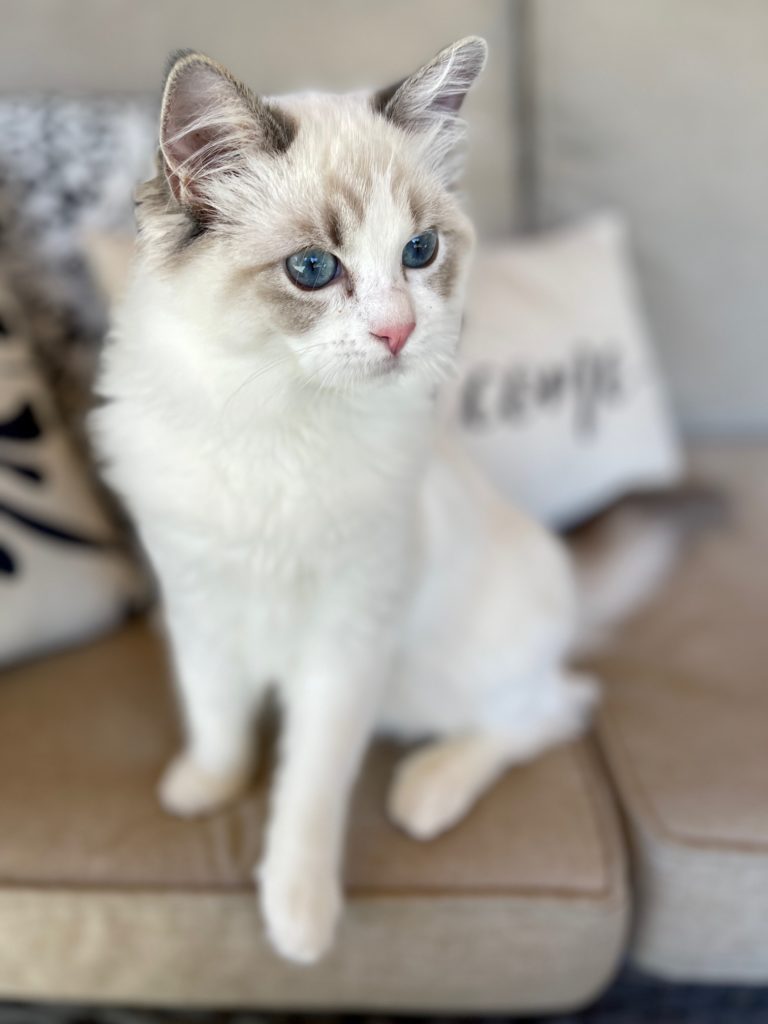 TICA Registered Ragdoll Kittens Available in Olympia | Masterpiece Ragdolls