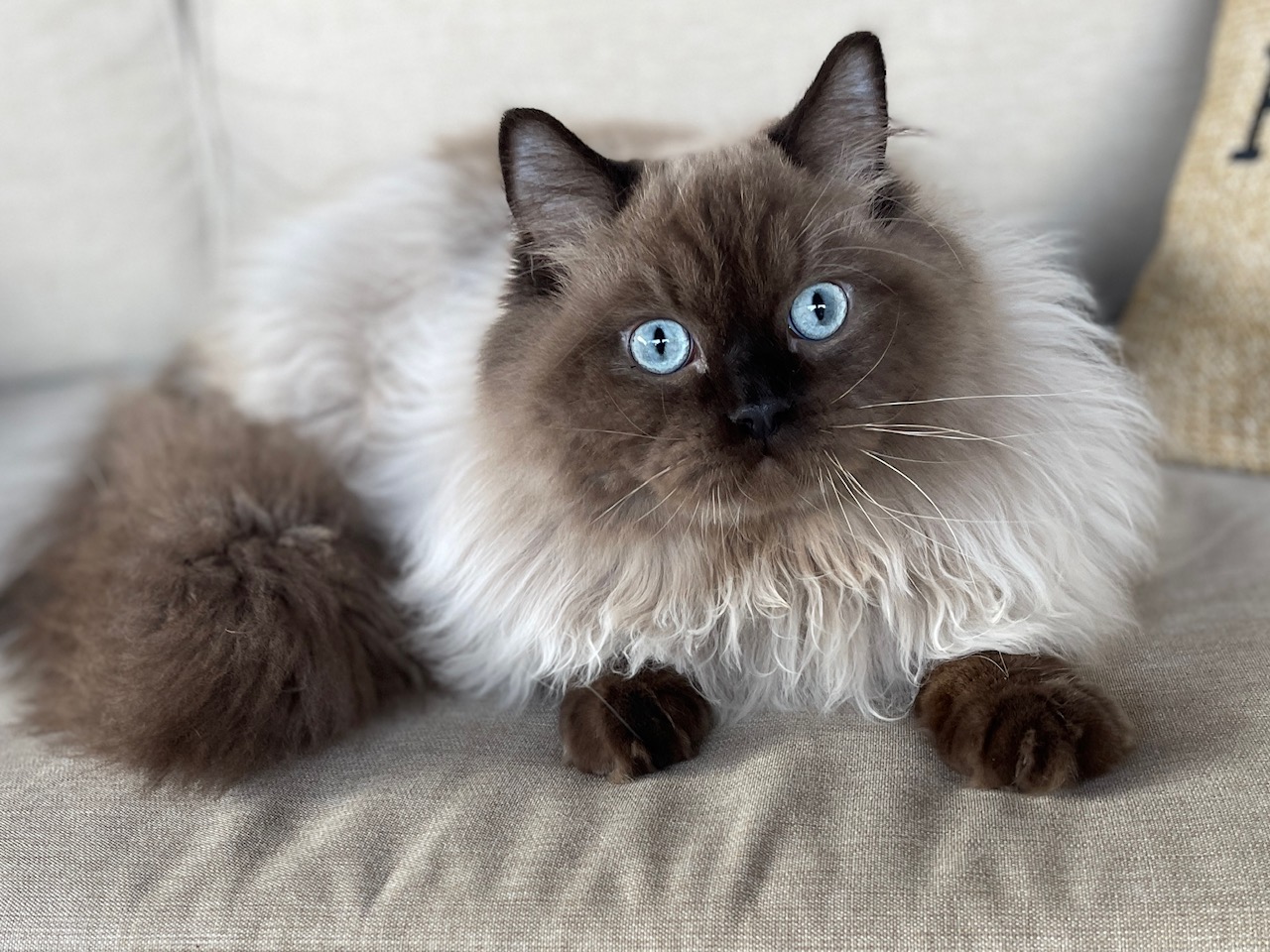 white and brown ragdoll cat laying on beige couch looking forward
