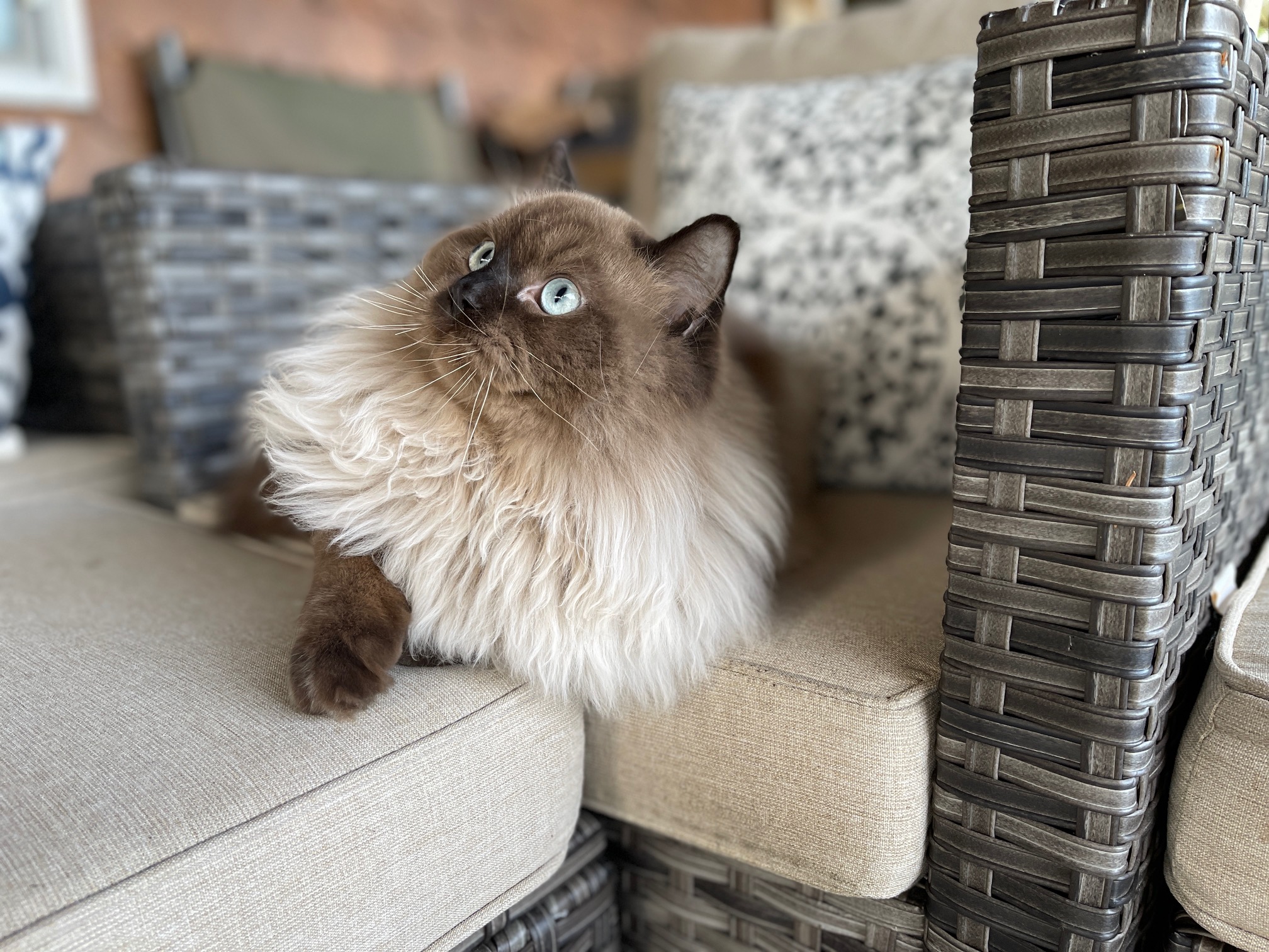 white and brown ragdoll cat laying on outdoor furniture looking up