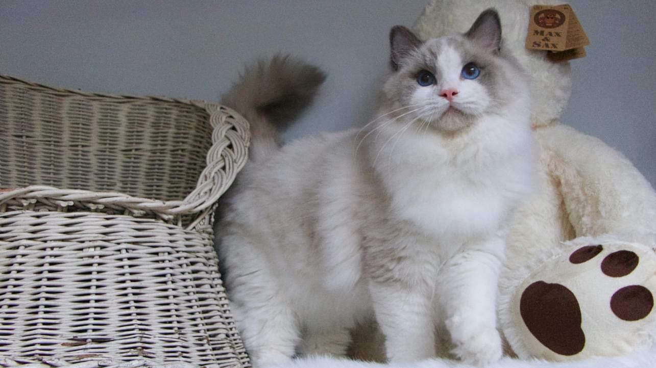 TICA Registered Ragdoll Kittens Available in Olympia near Seattle 2023 ...