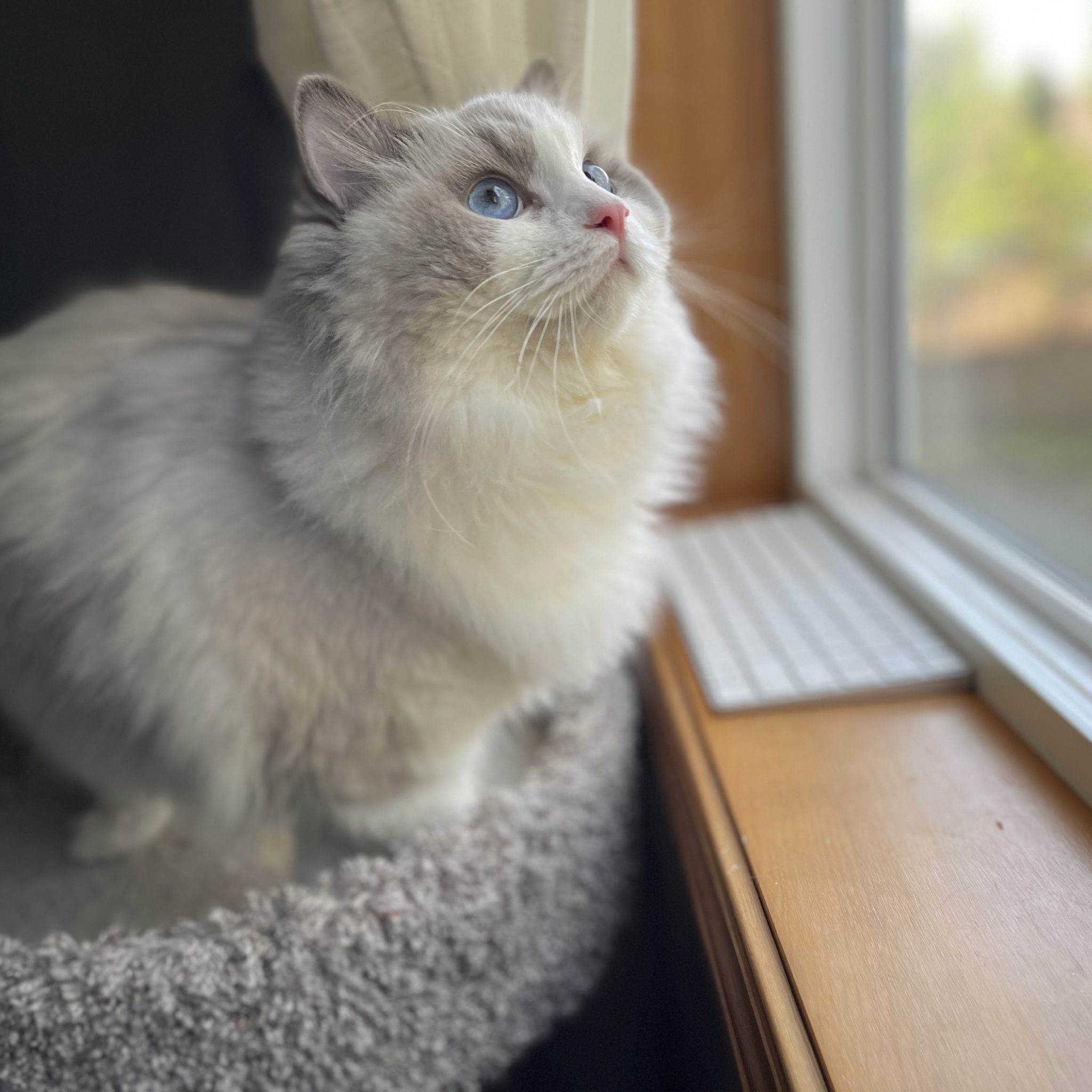 TICA Registered Ragdoll Kittens Available in Olympia near Seattle 2023