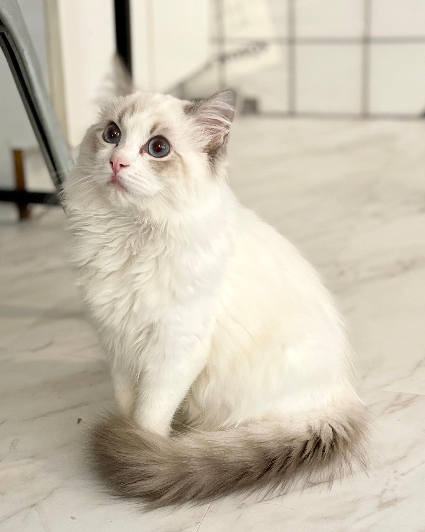 white ragdoll cat sitting on white tile looking right