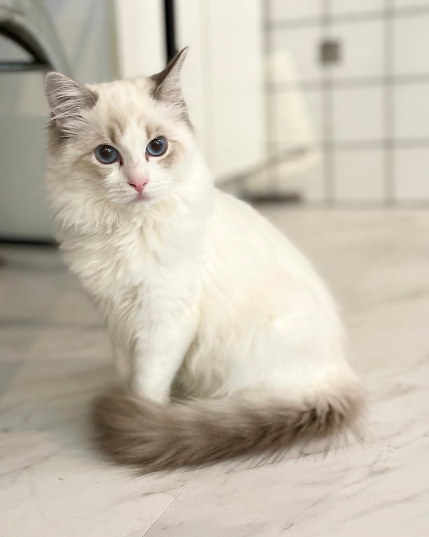 portrait photo of white ragdoll cat sitting on white tile