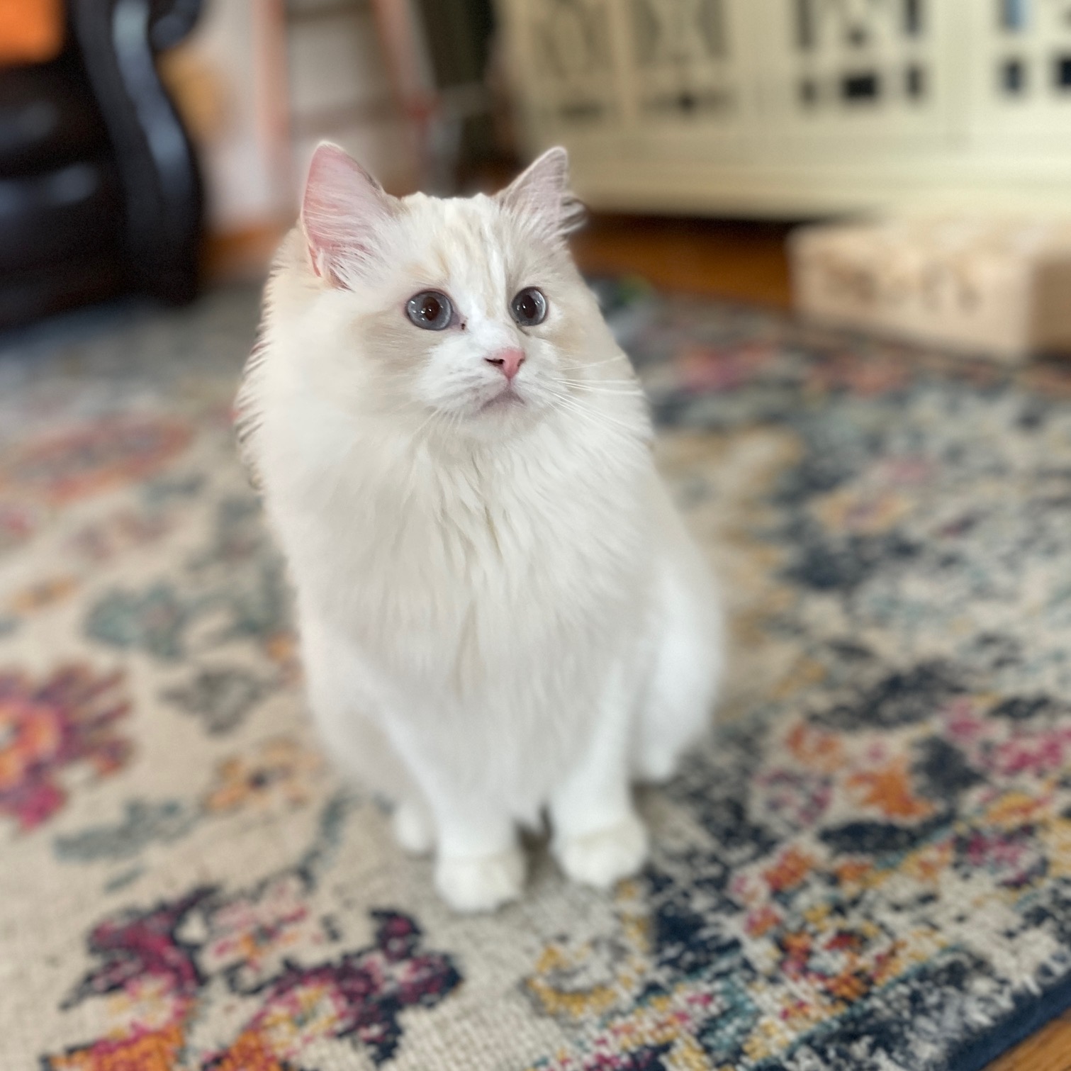 white ragdoll cat sitting on multi-colored carpet