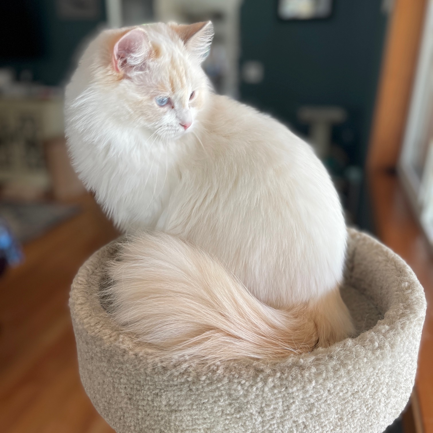 white ragdoll cat sitting on cat condo, looking back at window