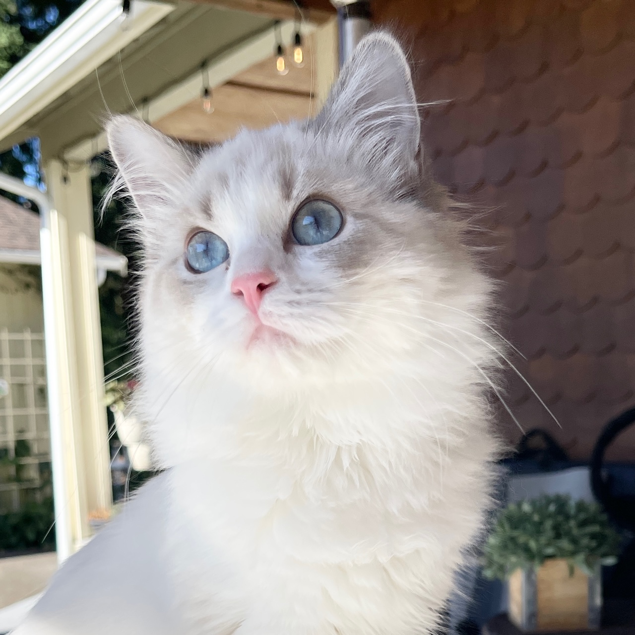 close-up of white ragdoll cat looking left, sitting outside