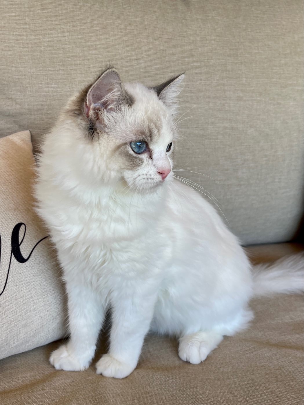 white ragdoll cat sitting on beige couch, looking left