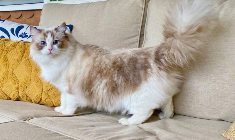 Longfellow Ragdolls June of Masterpiece