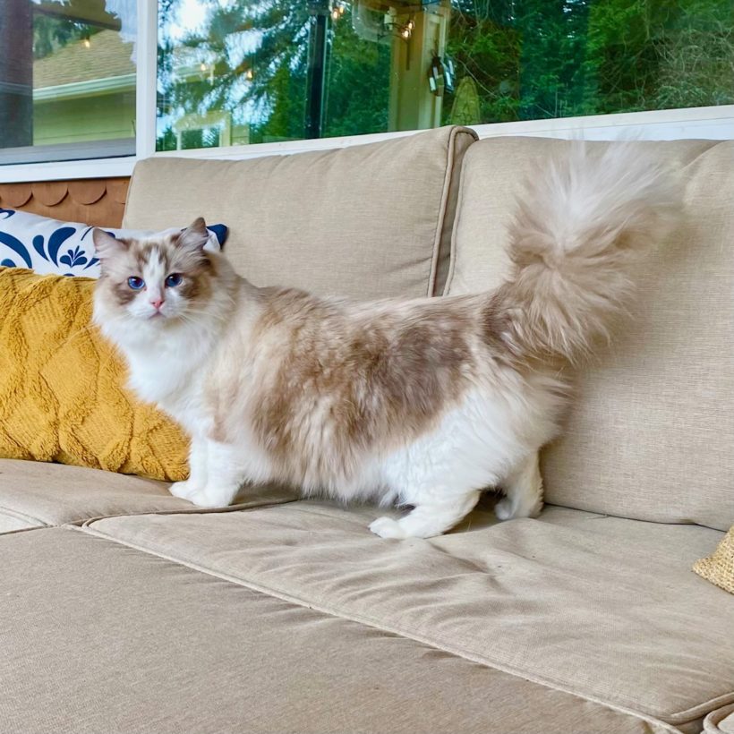 Longfellow Ragdolls June of Masterpiece