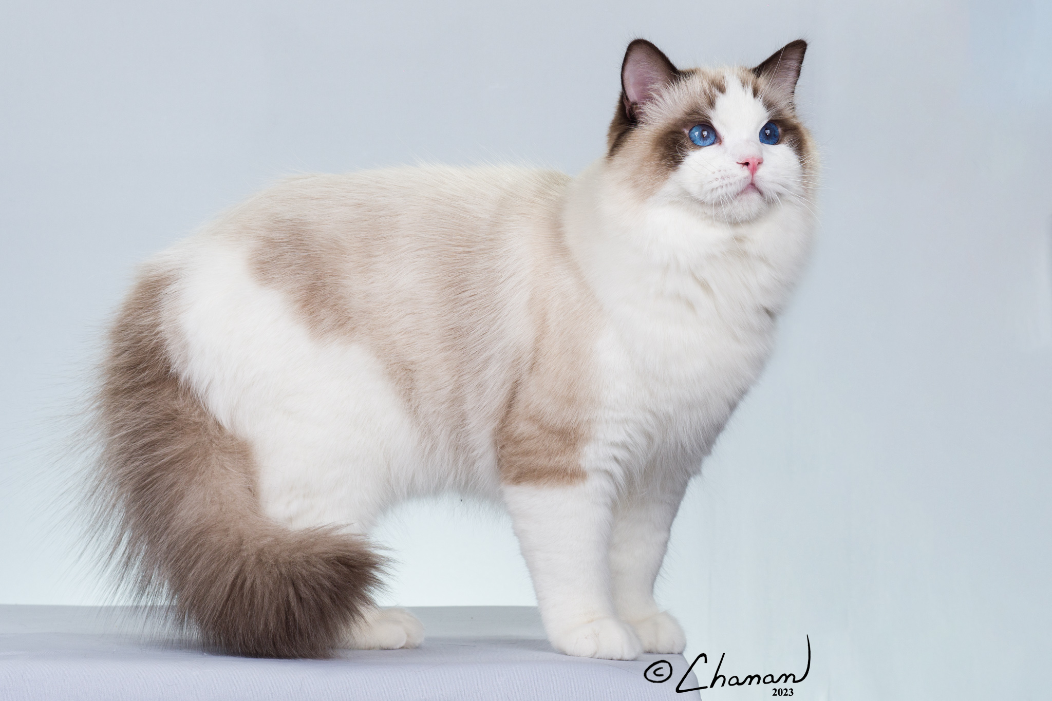 Seal Bicolor Ragdoll Cat