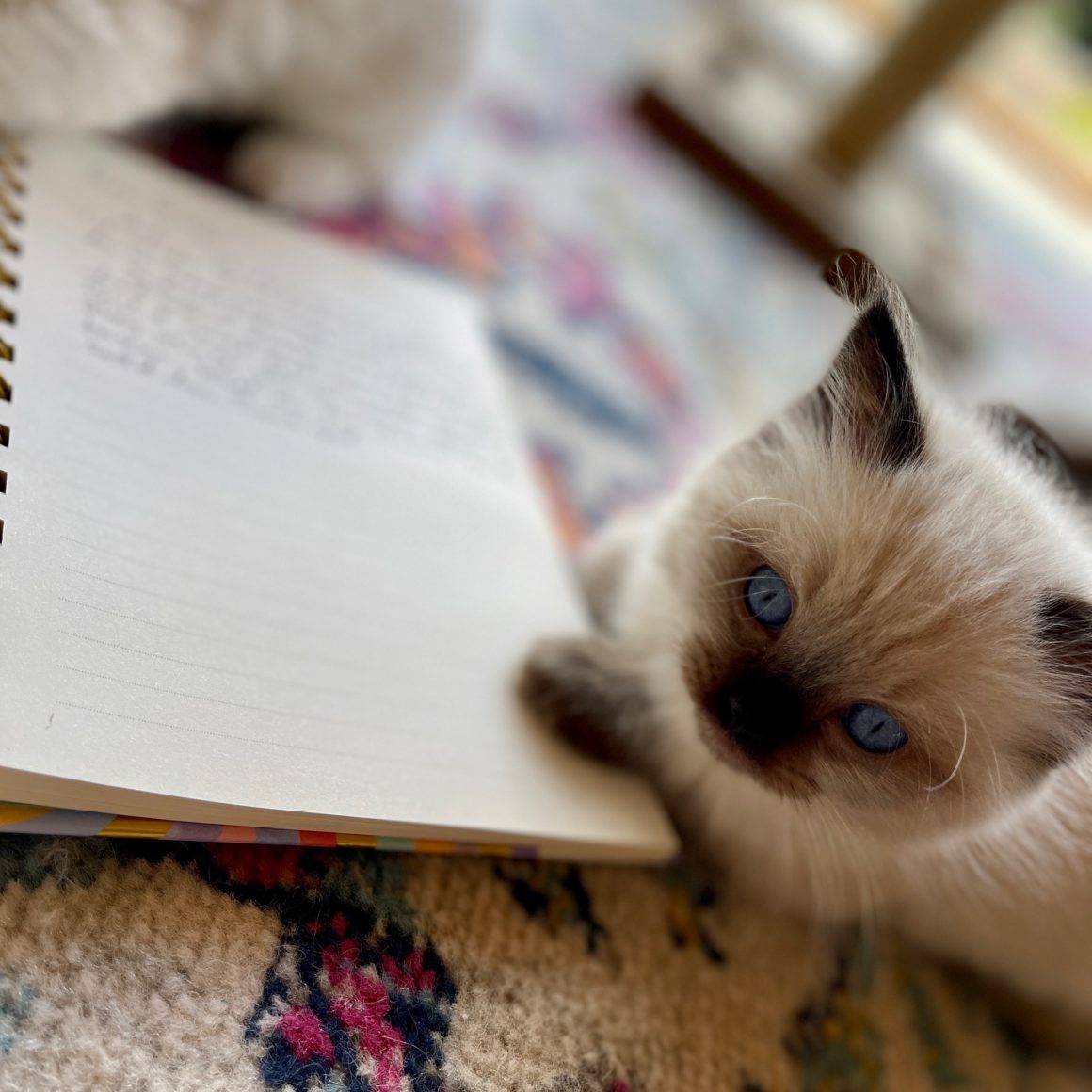 white ragdoll kitten with dark face markings sitting on carpet, resting paws on notebook