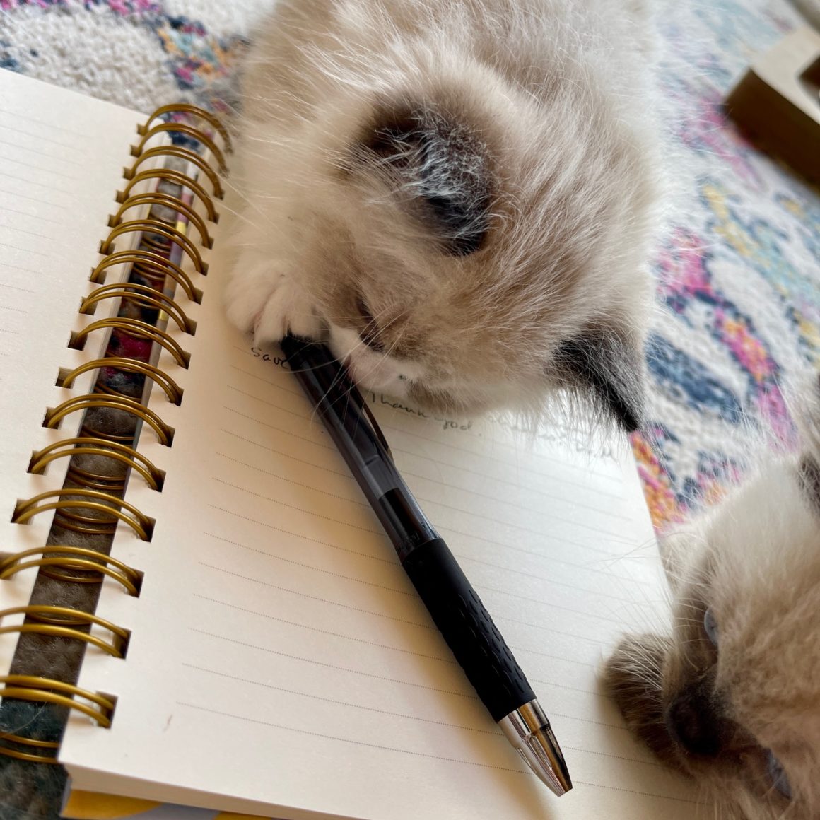 two white ragdoll kittens sitting on open notebook playing with pen