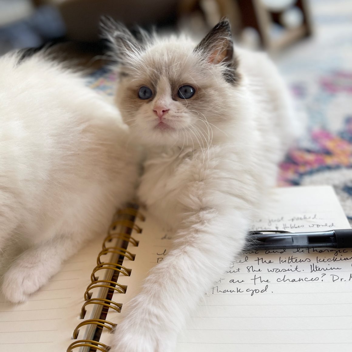 white ragdoll kitten with paw outstretched laying on open notebook