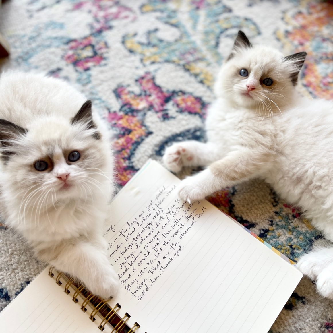 two white ragdoll kittens laying on notebook, looking up