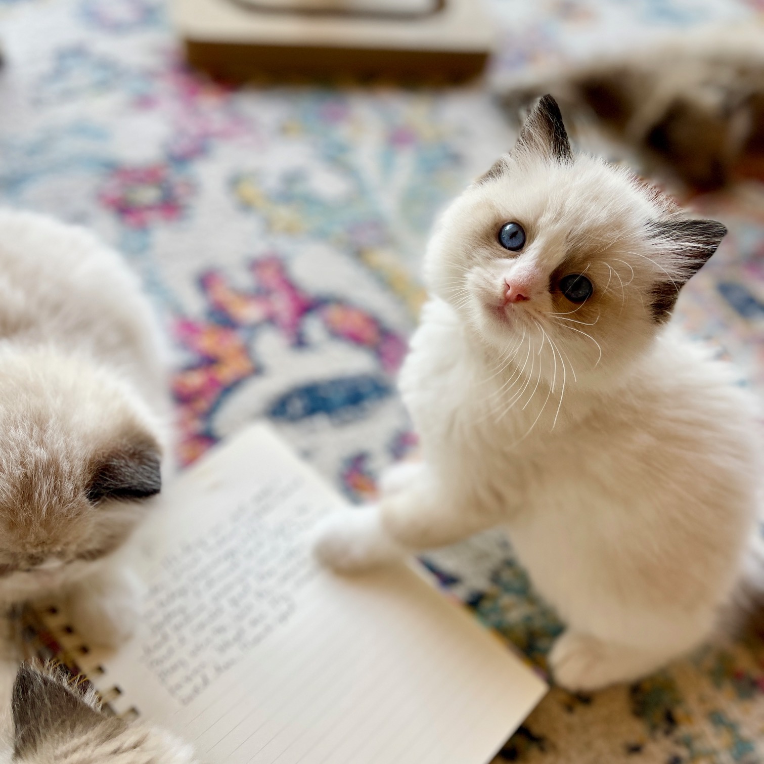 portrait photo of two white ragdoll kittens standing on notebook